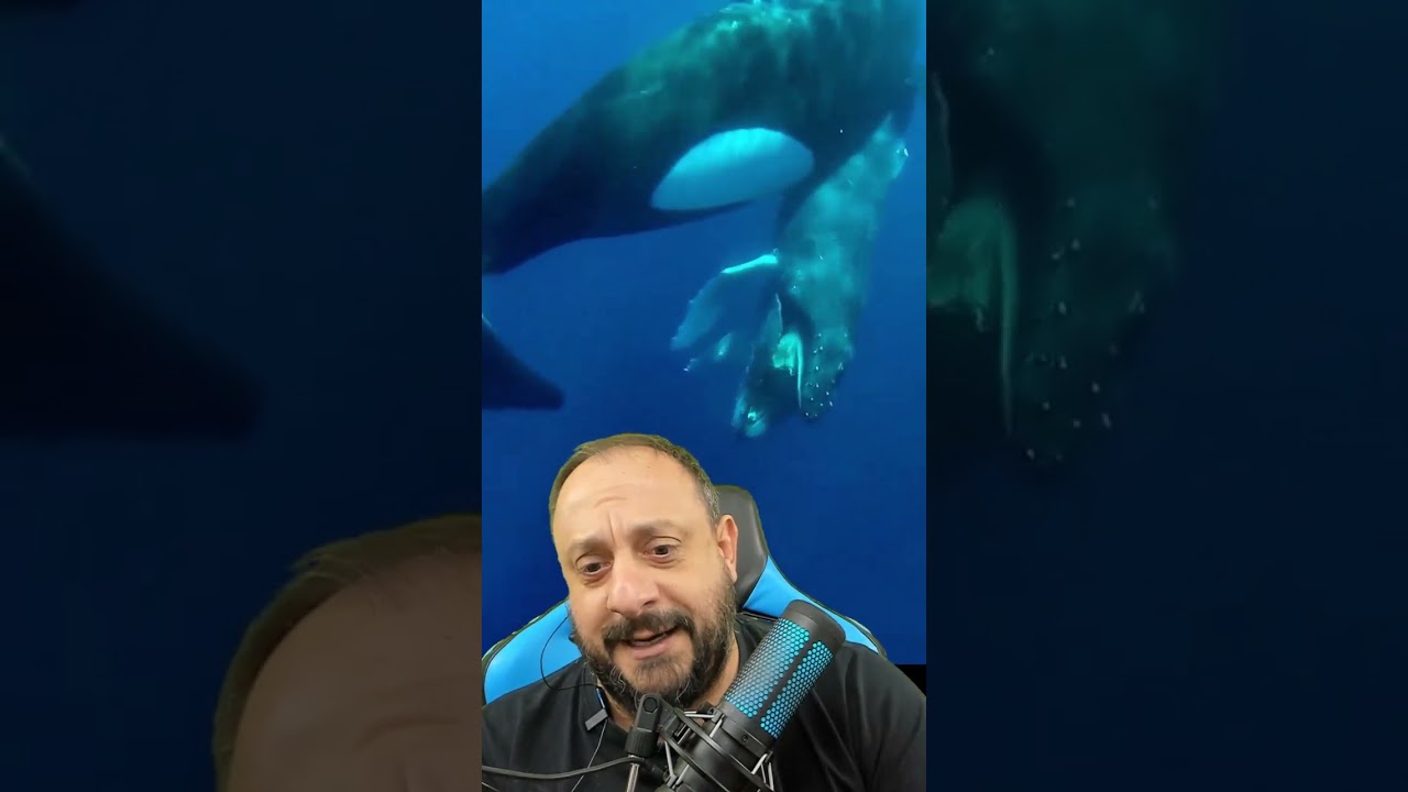 Baleia Orca devora outras baleias?