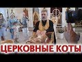 Петр Дынников освятил кошек в храме