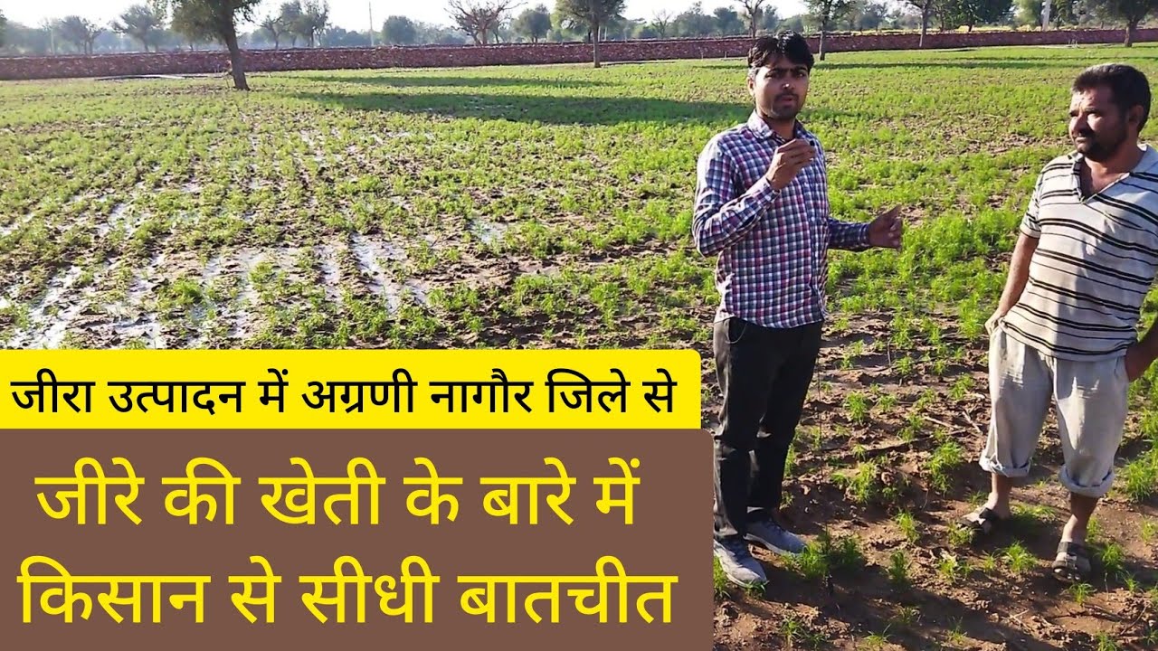 जीरे की खेती के बारे में किसान से सीधी बातचीत खजवाना(नागौर)//Jeera crop in Rajasthan 