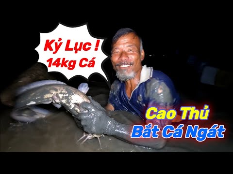 Video Mò Cá Ngát Đêm Cùng 2 Cao Thủ Bắt Kỷ Lục 14kg Cá | Gia... - youtube