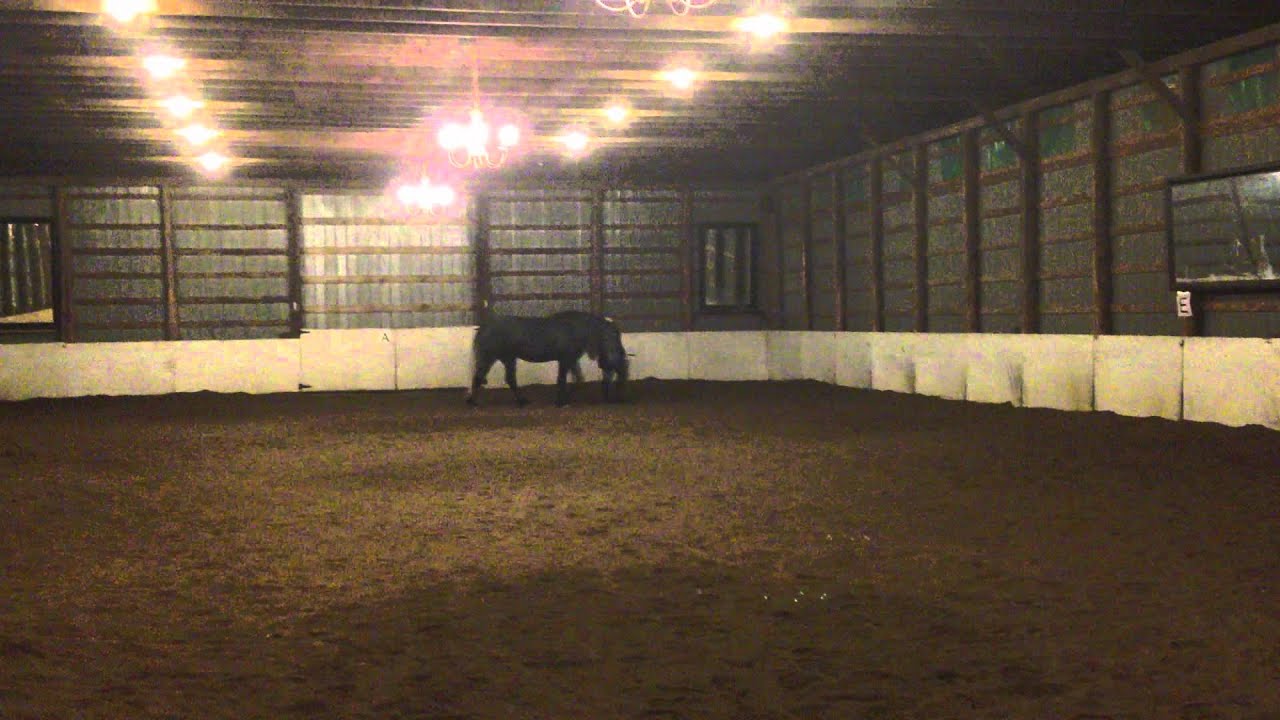 Willow walking with Cassandre