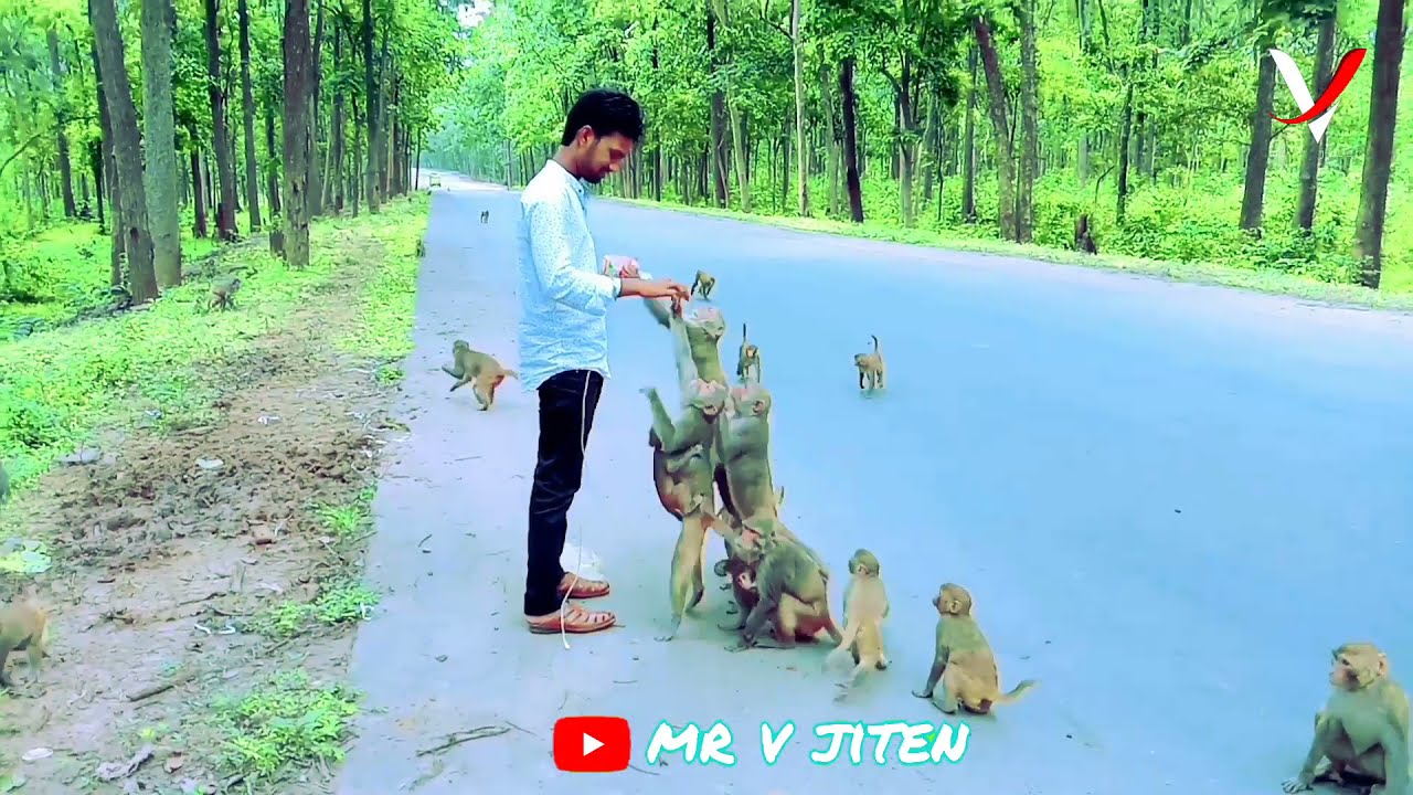 Jindegi tu jinedena🙏sed song 🙏monkey seba