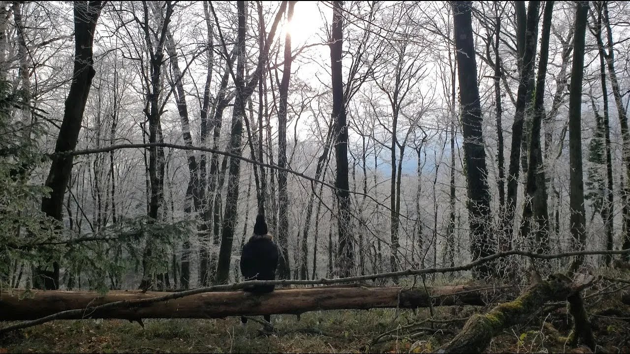 ASMR Nature Walk (No Talking) Frozen Leaves & Winter Birds