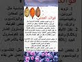 فوائد العدس معلومات عامة صحة Chorts