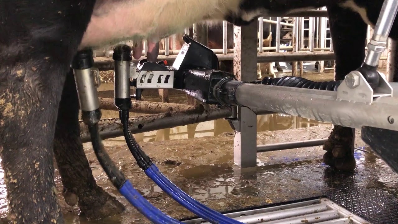 Robotic milking operation at Drumgoon Dairy, Lake Norden, South Dakota