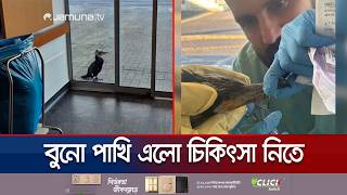 Download Lagu ঠোঁটে আটকে গেলো মাছ ধরার বড়শি; নিজেই হাসপাতালে এলো বুনো পাখিটি | Bird Seeking Help | Jamuna TV MP3