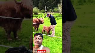 Highland Calf Getting Petted By Man Then Mom Comes To Check Up On