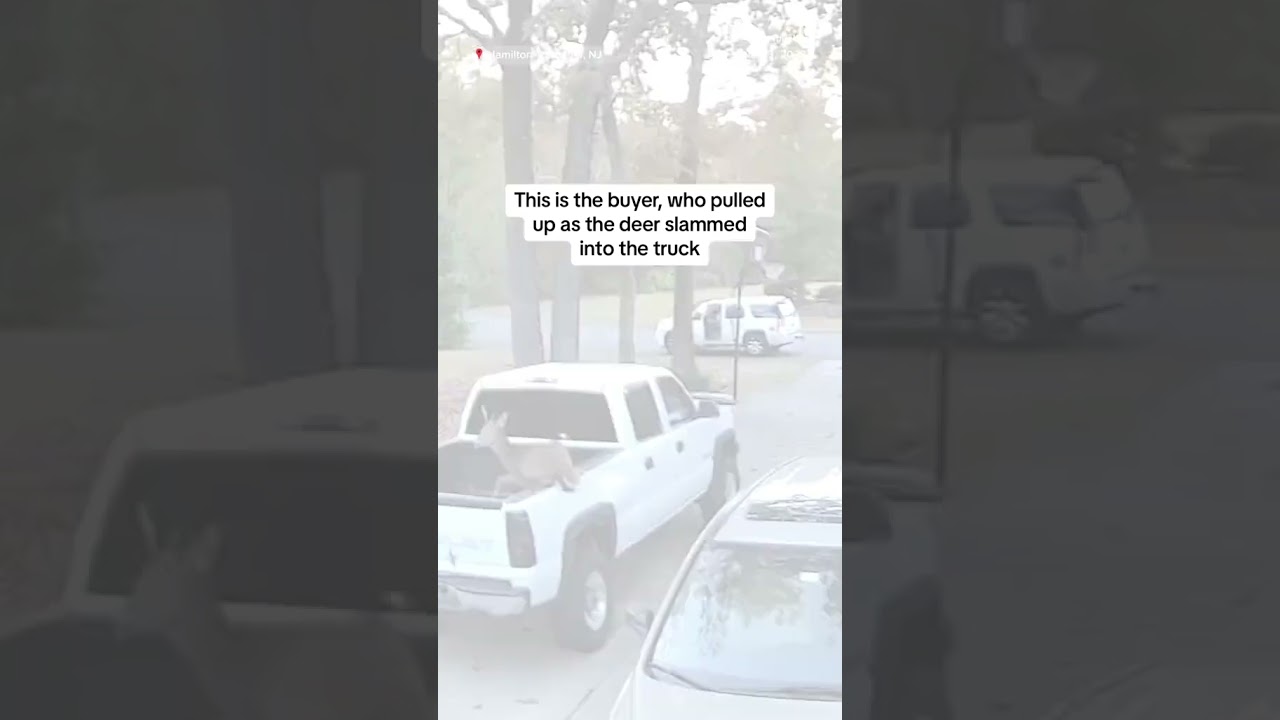 Leaping deer damages pickup truck just before owner sells it