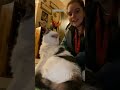 Naughty Cat laughs like crazy - Cat Reel 😵 What?!