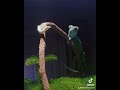 Kahuna The Nosy Faly Panther Chameleon eating a silkworm for dinner