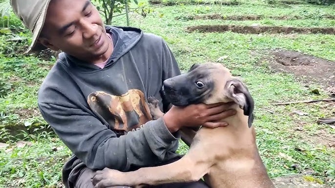 À VENDA, FILHOTES DE FILA BRASILEIRO!