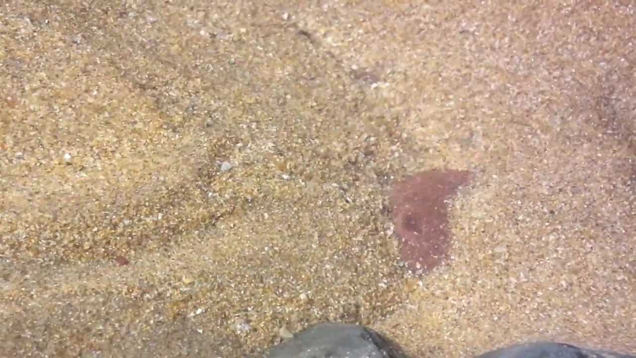 Migrating Ripple and Grains