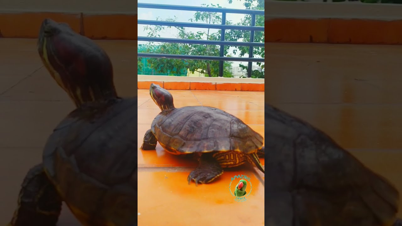 17 Year Old,The Red-Eared Slider Female Turtle, Cookie, Out For A Morning Walk!