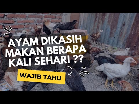 Berapa Hari Ayam Besar