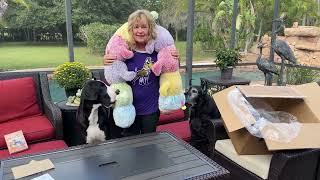 Happy Great Danes & Cat Open Gift Box From Texas Friend