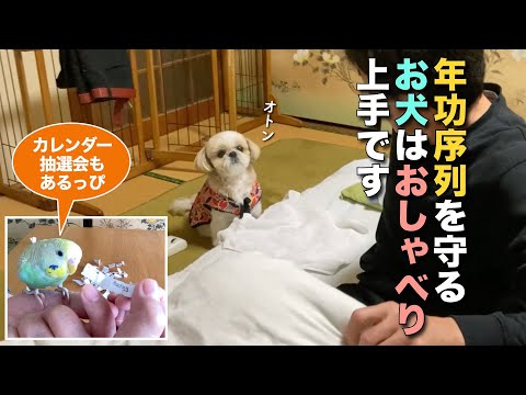 【シーズー】年功序列を守るお犬は、おしゃべり上手です www(他 りんちゃんの毎日が春休みでインコ抽選会あるよ♪)【362】