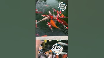 Cá koi nhật và cá koi việt????