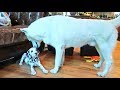 Husky Gets a Puppy Dalmatian