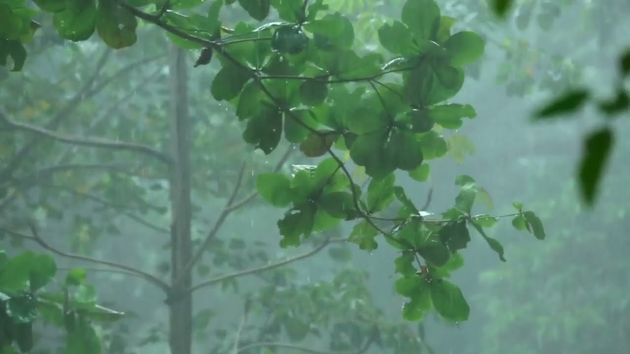 Sleep Fast With Relaxing Rain and Thunder Sound | For Sleep | Stress Relief | Meditation | Sri Lanka