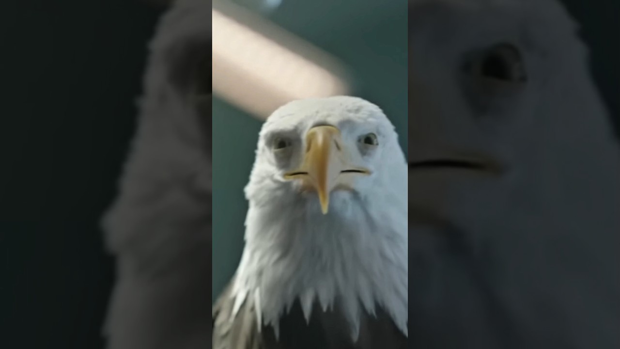 🦅 The Prime Eagle Revealed in Peacemaker...