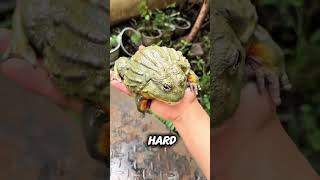 They Look Cute… But These Frogs Are Dangerous 😳