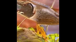 Michael Madana Kamarajan - Rum Bum Bum Aarambam | High Quality Audio | Ilayaraja Meets Deep Learning