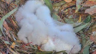 ☀️☀️ 2 chicks. elder sibling Bonks. Mom feeds 🦈 Lil one is Also fed white Belly EAGLE