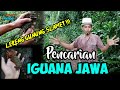 PENCARIAN || IGUANA JAWA