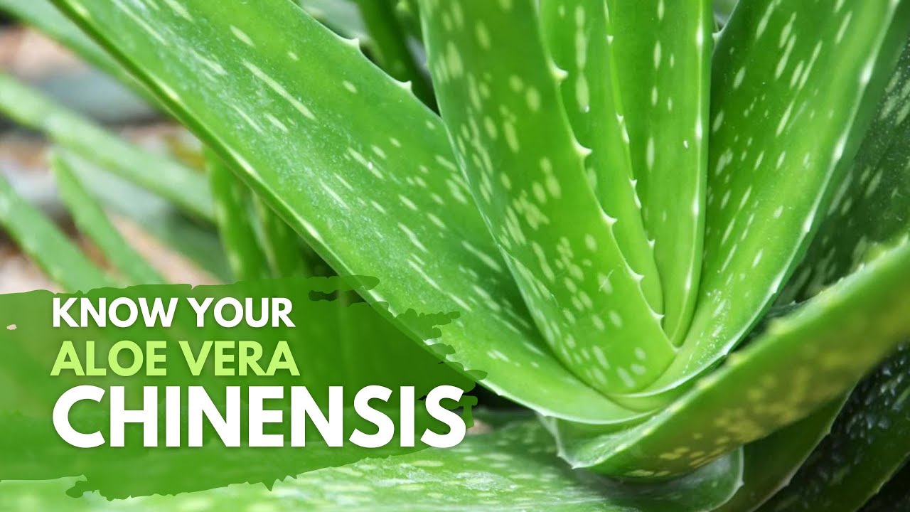 Things You Need To Know About Aloe vera Chinensis