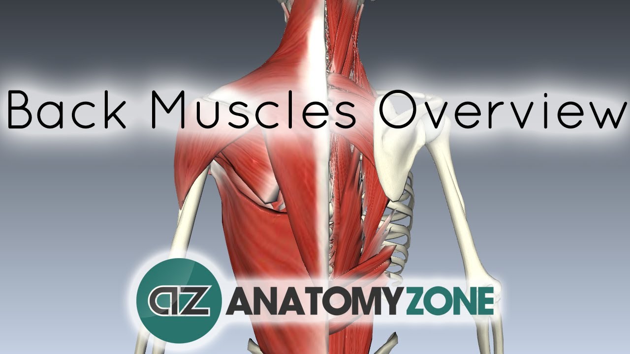 Lower Back Muscles Anatomy Chart