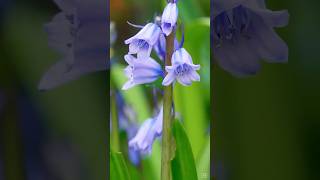 Kinclaven Bluebell Woods🪻: Scotland ‘s hidden gess 🏴 #travelscotland #viralshorts