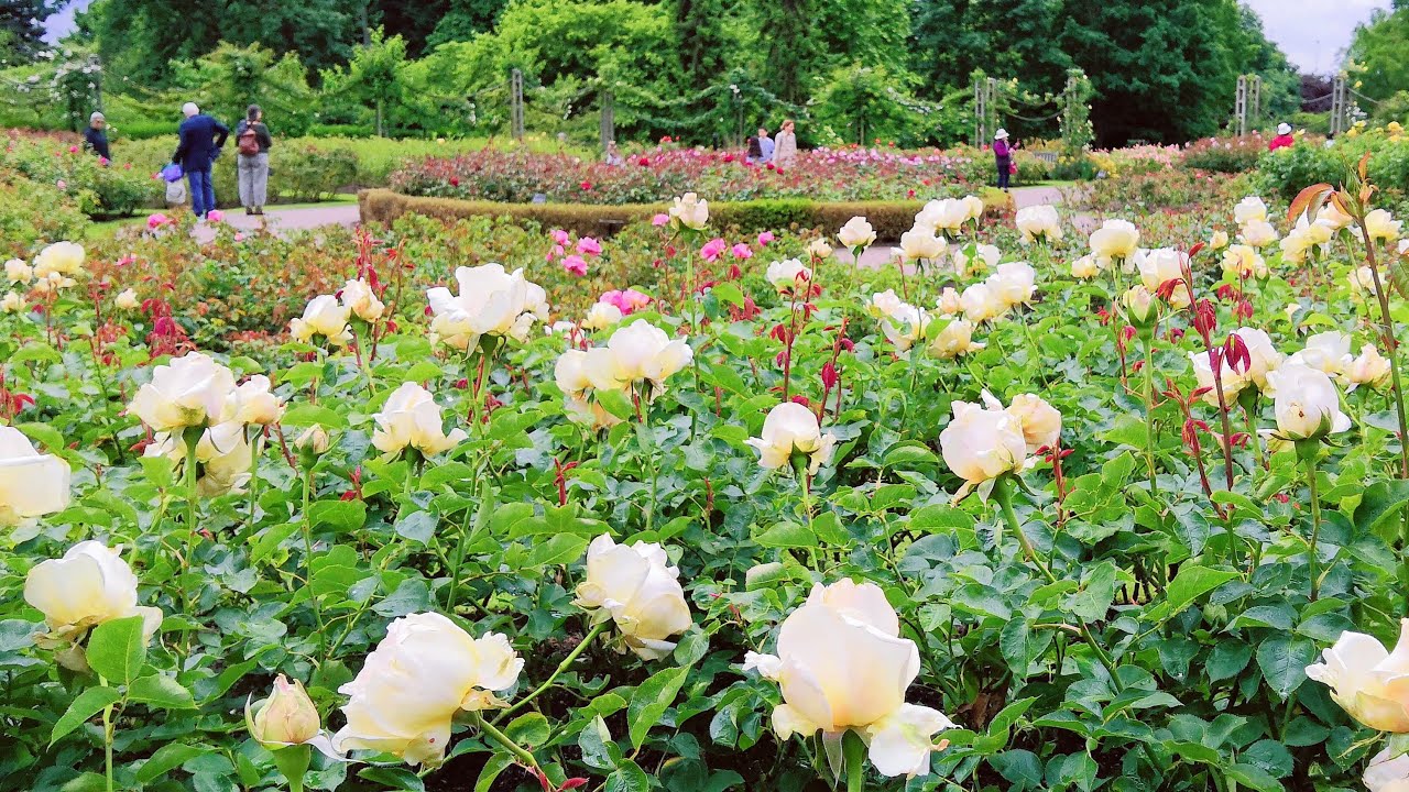 【English Garden Tour】Queen Mary's Rose Gardens of London  伦敦玛丽皇后玫瑰园，伦敦最大的玫瑰园
