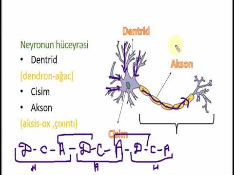 8-ci sinif.İnsanın sinir sistemi və onun reflektor funksiyası