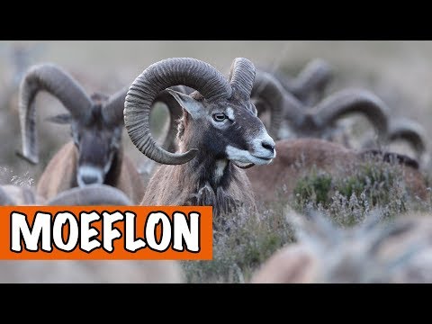 Video: Alles Over De Moeflon Als Dier