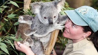 Koalas Train To Cuddle World Leaders At G20