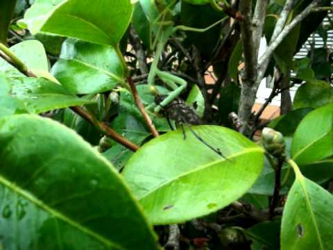 Male Cicada getting devoured by pregnant Praying Mantis