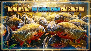 Terra Paw | Amazon's Piranha: Master of Aquatic Adaptation &amp; Ecosystem Balance