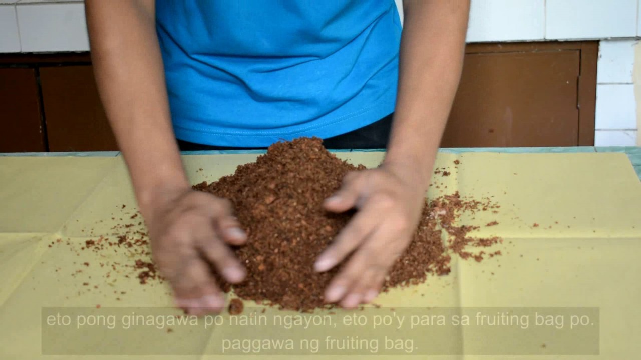 Mushroom Culture & Cultivating Technology Training: Demo