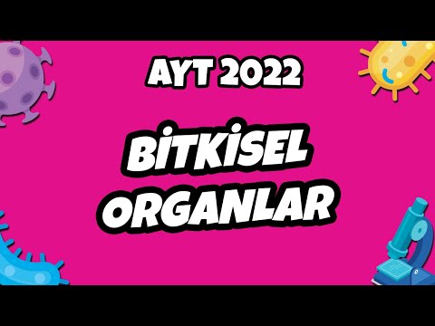 AYT Biyoloji - Bitkisel Organlar | AYT Biyoloji 2022 #hedefekoş