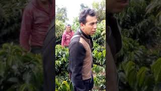 cultivo de aguacate y cafe