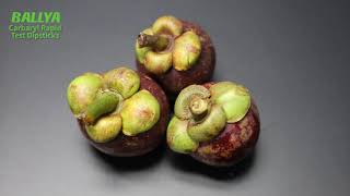 Carbaryl Test - Detection Of Carbaryl In Mangosteen - Ballya