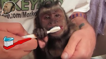 Dental Hygiene With Capuchin MonkeyBoo!