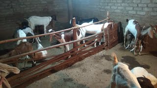 NV kisan goat from Ramtek Chichala