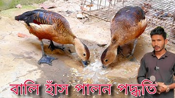 বালি হাঁস পালন পদ্ধতি // বালিহাস ডিম বাচ্চা কিভাবে করাবো / বালিহাস ছেলে মেয়ে চেনার উপায়