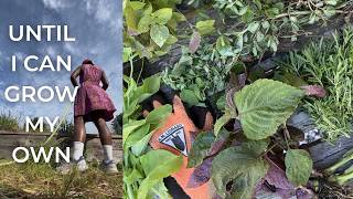 every plant i harvested is fighting my autoimmune flares | here's what i learned