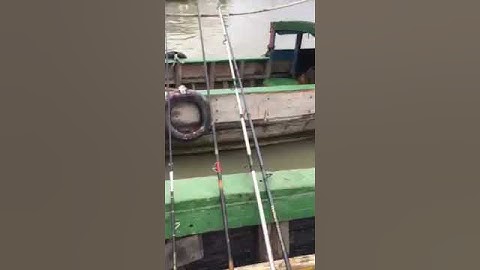 Cau ca song cát lai