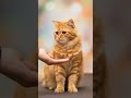 Cats are friendly! #fypシ #animallovers
