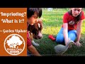 What is Imprinting? Why are we doing it? | Hidden Oaks Homestead