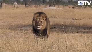 Matan A Cecil, El León Más Grande Y Querido En Zimbabue