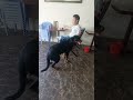 chú chó thân thiện và cute #dogs